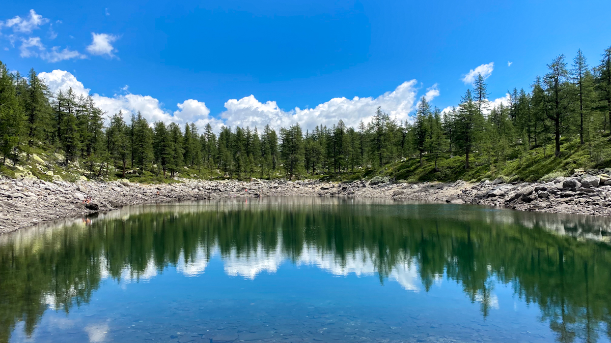 Colico, Il cigno nero attraversa il lago, da Novate Mezzola fino a